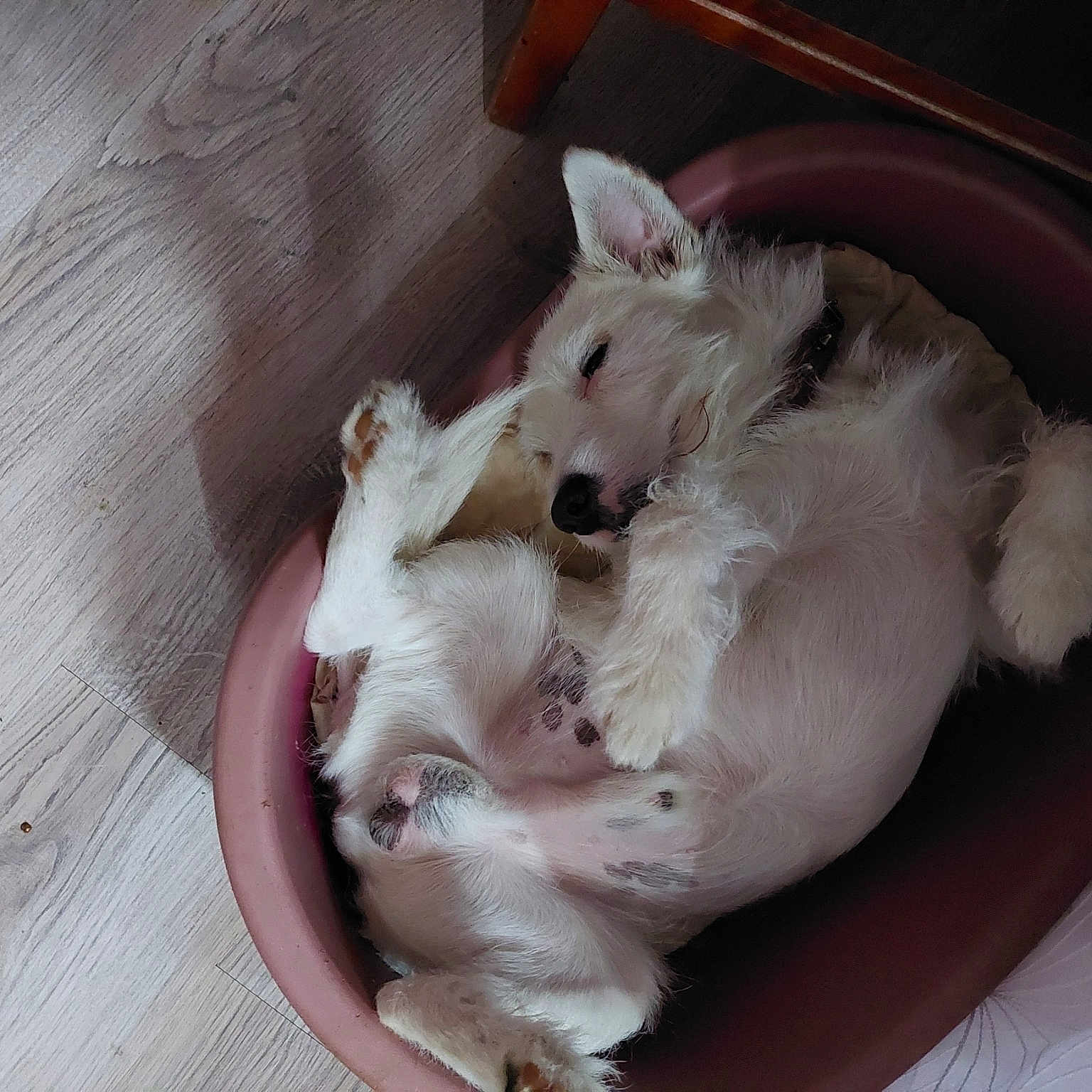 Jack