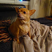 Happy participe au concours pour gagner de l'argent avec cette photo : animal, blanket, bulldog, canine, cat, chihuahua, computerhardware, couch, dog, electronics, entertainmentcenter, furniture, hardware, homedecor, linen, monitor, pet, puppy, screen, terrier