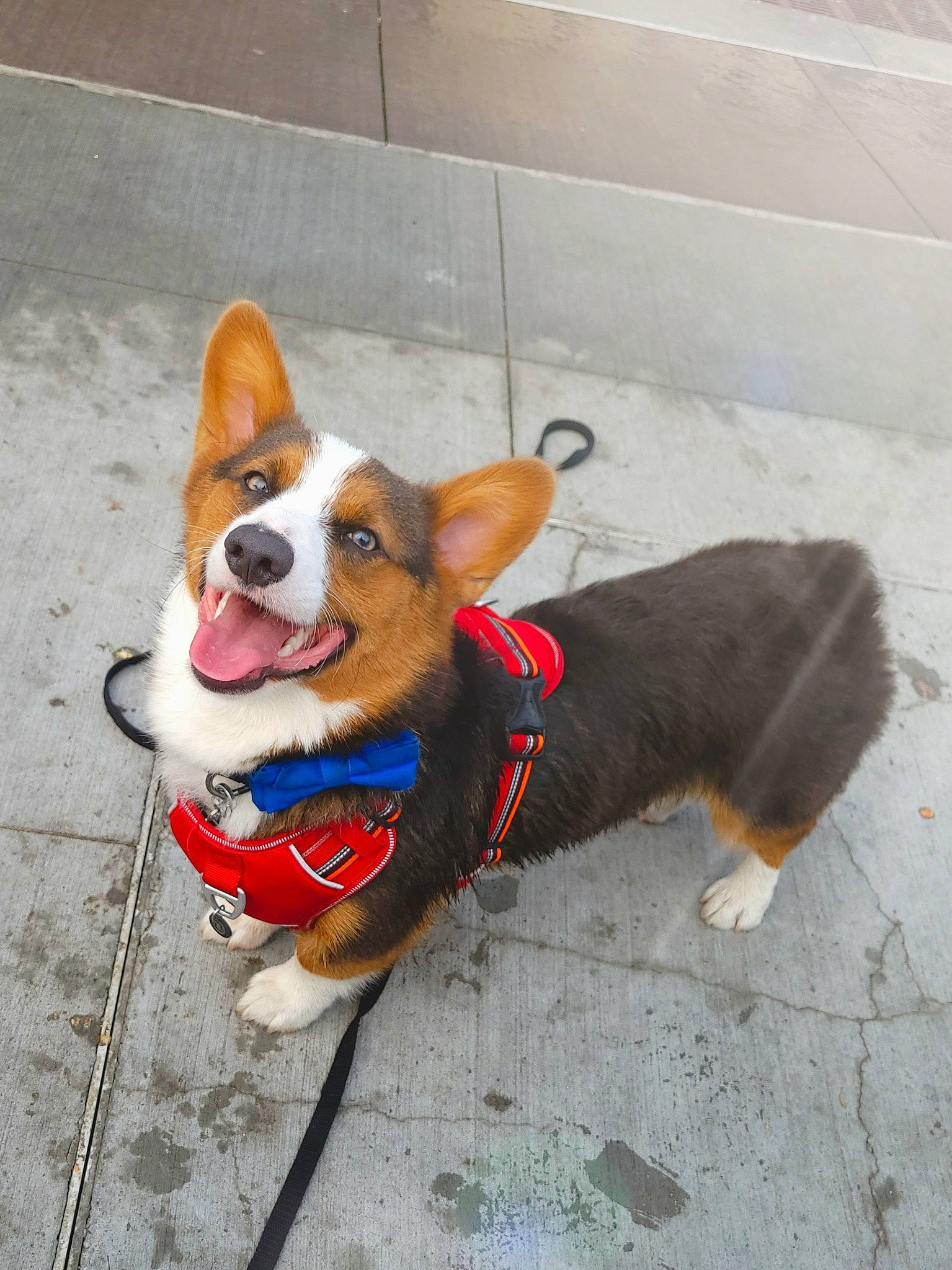 Rowan joined the competition — help win amazing prizes! canidae, carnivore, collar, companion_dog, dog, dog_breed, dog_clothes, dog_collar, dog_supply, fawn, flooring, leash, mammal, pet_supply, road_surface, sidewalk, snout, sporting_group, tail, whiskers