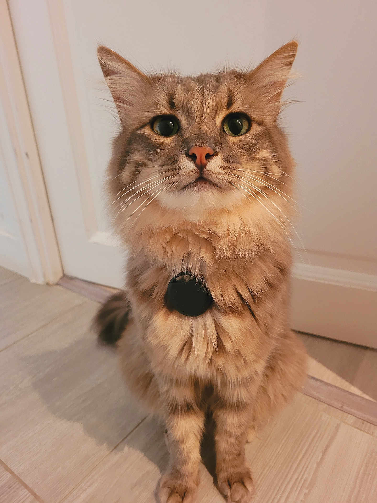 Bao