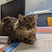 Bao a rejoint le concours — aidez-le/la à gagner de superbes lots ! cat, tabby, fluffy, desk, papers, notebook, window, blinds, monitor, office, animal, pet, indoor, feline, relaxed, brown, striped, whiskers, ears, table