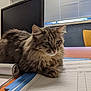 cat, tabby, fluffy, desk, papers, notebook, window, blinds, monitor, office, animal, pet, indoor, feline, relaxed, brown, striped, whiskers, ears, table