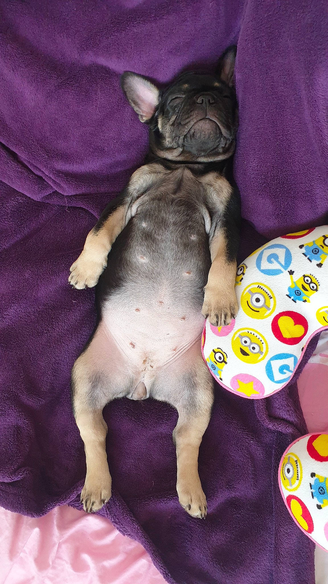 Tokyo a rejoint le concours — aidez-le/la à gagner de superbes lots ! canidae, carnivore, cat, companion_dog, dog, dog_breed, fawn, felidae, french_bulldog, mammal, non_sporting_group, paw, small_to_medium_sized_cats, snout, vertebrate, whiskers