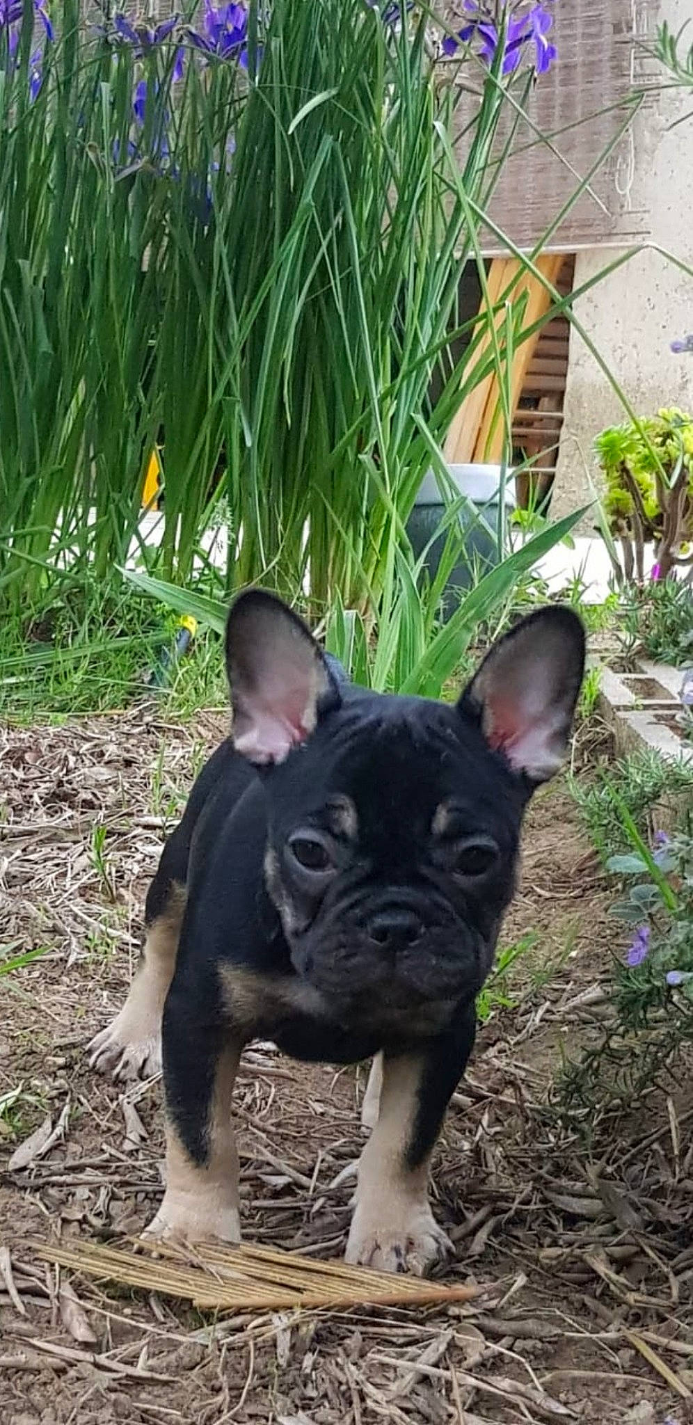 Tokyo a rejoint le concours — aidez-le/la à gagner de superbes lots ! boston_terrier, bulldog, canidae, carnivore, companion_dog, dog, dog_breed, ear, fawn, french_bulldog, grass, mammal, molosser, non_sporting_group, plant, puppy, rare_breed_dog, snout, toy_bulldog, vertebrate