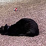 Bubbas joined the competition — help win amazing prizes! black_cat, cat, pet, sleeping, carpet, indoor, animal, fur, resting, toy, colorful, pom_pom, cozy, relaxing, domestic, feline, quiet, comfortable, home, cute