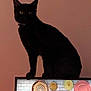 Bubbas is registered to the contest to win money with this photo: black_cat, cat, pet, animal, indoor, television, screen, colorful, decor, wall, plate, feline, yellow_eyes, sitting, curious, domestic_cat, portrait, household, mysterious, still_life