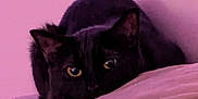 Bubbas joined the competition — help win amazing prizes! cat, black_cat, yellow_eyes, pet, animal, feline, indoor, pink_background, soft_surface, cute, curious, resting, closeup, mammal, whiskers, ears, looking, alert, cozy, shadow