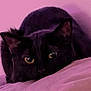 cat, black_cat, yellow_eyes, pet, animal, feline, indoor, pink_background, soft_surface, cute, curious, resting, closeup, mammal, whiskers, ears, looking, alert, cozy, shadow