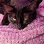 Bubbas joined the competition — help win amazing prizes! animal, black_cat, blanket, cat, close_up, cozy, cute, ears, feline, fur, indoor, lying_down, pet, pink_blanket, relaxation, resting, sleepy, texture, whiskers, yellow_eyes