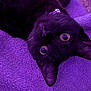 cat, black_cat, pet, animal, lying_down, upside_down, yellow_eyes, fur, whiskers, purple_towel, texture, close_up, indoor, cute, curious, playful, relaxed, domestic_cat, soft, feline