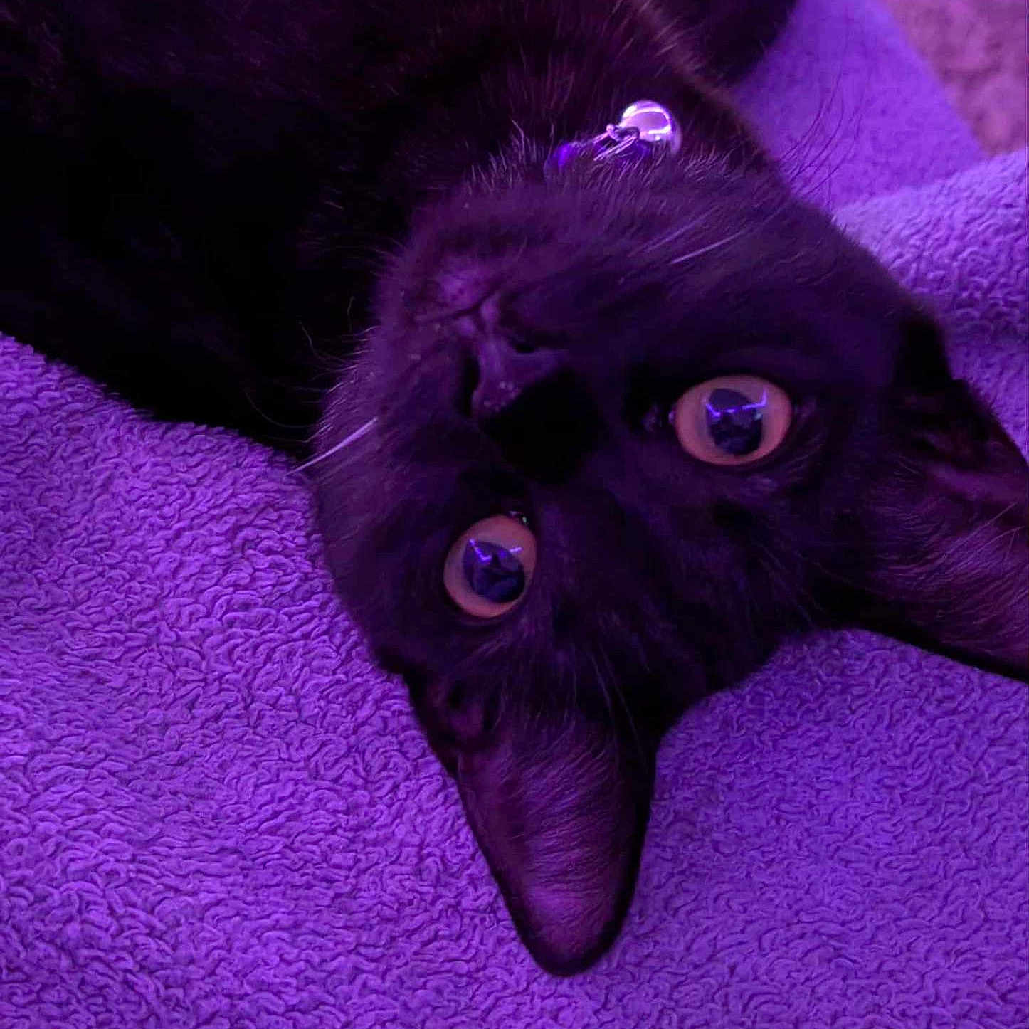 Bubbas joined the competition — help win amazing prizes! animal, black_cat, cat, close_up, curious, cute, domestic_cat, feline, fur, indoor, lying_down, pet, playful, purple_towel, relaxed, soft, texture, upside_down, whiskers, yellow_eyes