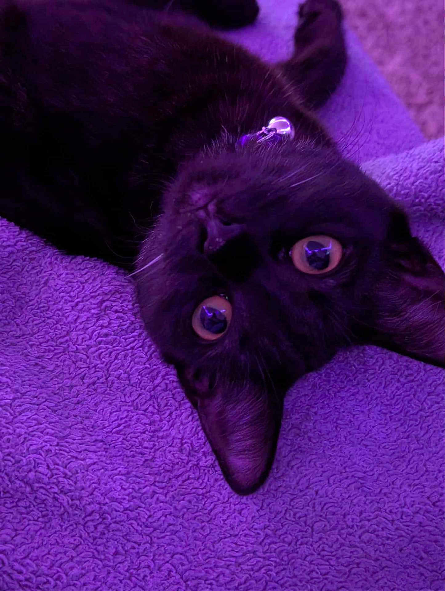 Bubbas joined the competition — help win amazing prizes! cat, black_cat, pet, animal, lying_down, upside_down, yellow_eyes, fur, whiskers, purple_towel, texture, close_up, indoor, cute, curious, playful, relaxed, domestic_cat, soft, feline