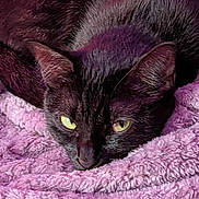 Bubbas is registered to the contest to win money with this photo: animal, black_cat, blanket, cat, close_up, cozy, cute, domestic_animal, ears, feline, fur, indoors, pet, pink_blanket, relaxed, resting, sleepy, soft_texture, whiskers, yellow_eyes