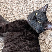 Bubbas is registered to the contest to win money with this photo: black_cat, cat, feline, pet, animal, lying_down, carpet, indoor, relaxed, fur, whiskers, ears, yellow_eyes, close_up, domestic_cat, resting, cozy, soft_texture, mammal, cute