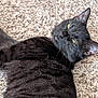 black_cat, cat, feline, pet, animal, lying_down, carpet, indoor, relaxed, fur, whiskers, ears, yellow_eyes, close_up, domestic_cat, resting, cozy, soft_texture, mammal, cute