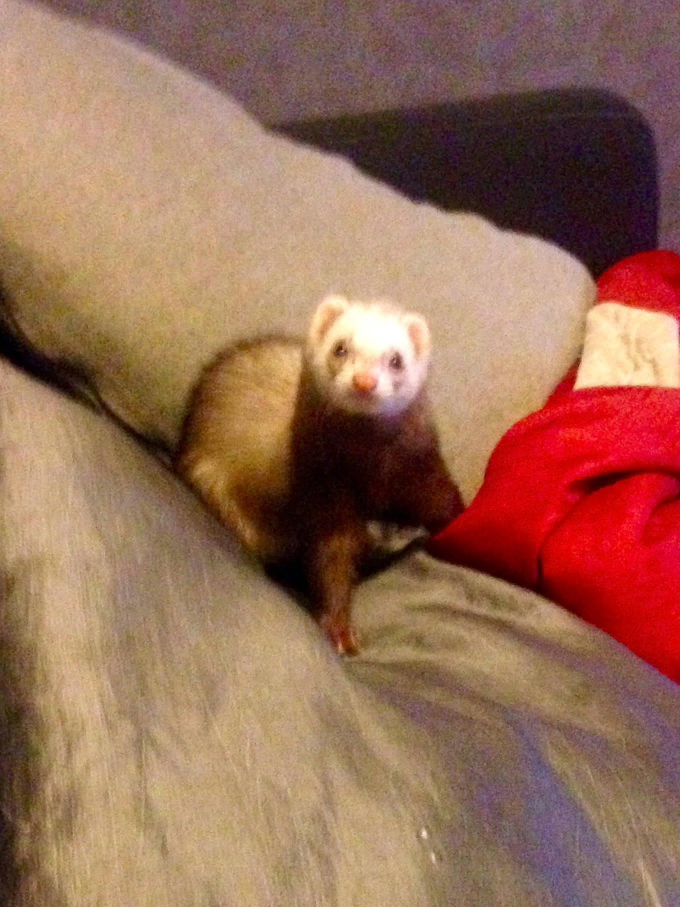 Shanty participe au concours pour gagner de l'argent avec cette photo : black_footed_ferret, carnivore, fawn, ferret, fur, mammal, marten, mink, mustelidae, mustelinae, polecat, vertebrate, weasel