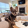 puppy, dog, harness, couch, coffee_table, glasses, remote_control, fireplace, television, houseplant, window, blinds, rug, pet_bed, living_room, paw, ears, marble_tabletop, wood_table, cozy