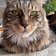 Tommy joined the competition — help win amazing prizes! cat, tabby_cat, green_eyes, whiskers, long_hair, feline, close_up, portrait, pet, indoor, houseplant, plant, sofa, upholstery, fur, ears, nose, relaxed, cozy, loaf_pose