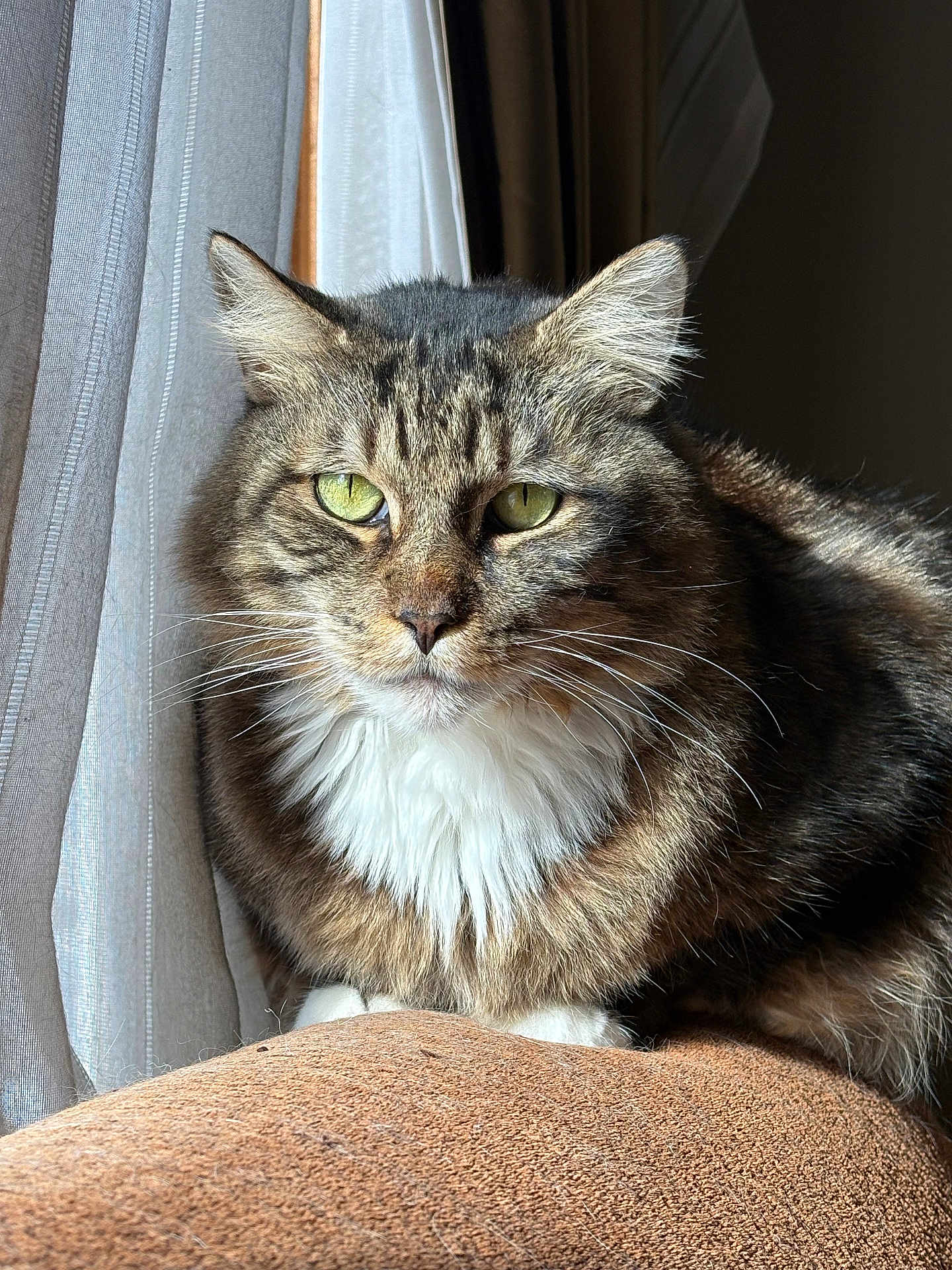 Tommy is registered to the contest to win money with this photo: cat, feline, tabby_pattern, long_fur, green_eyes, whiskers, white_chest, paws, close_up, portrait, indoor, window, curtain, sunlight, sofa, resting, pet, brown_fur, furry, relaxed
