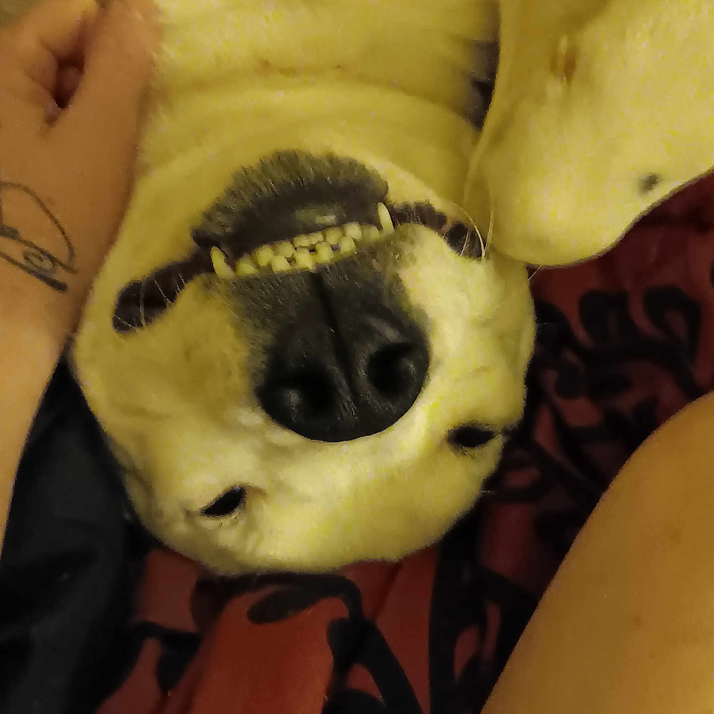 Chaos is registered to the contest to win money with this photo: animal, baby, bodypart, bulldog, canine, dog, finger, hand, hound, husky, labradorretriever, mouth, person, pet, puppy, skin, snout, tattoo, toy, wrist