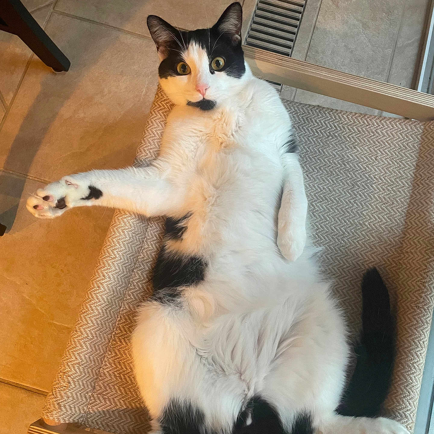 Ollie is registered to the contest to win money with this photo: cat, black_and_white, indoor, chair, pet, feline, lying_down, wide_eyes, paw, stretching, fur, alert, cozy, tile_floor, vent, relaxed, home, cute, animal, resting