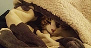 Luigi participe au concours pour gagner de l'argent avec cette photo : animal, blanket, cat, comfort, cozy, cute, face, fur, hidden, home, indoor, pet, relaxed, resting, sleepy, snuggled, soft, tabby, warm, whiskers