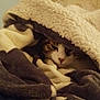 Luigi participe au concours pour gagner de l'argent avec cette photo : cat, blanket, cozy, sleepy, fur, pet, indoor, resting, warm, soft, snuggled, comfort, cute, animal, tabby, whiskers, face, hidden, relaxed, home
