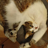 Luigi participe au concours pour gagner de l'argent avec cette photo : cat, feline, pet, curled_up, relaxed, indoor, chair, floor, tile_floor, tabby, white_fur, brown_fur, paw, cute, sleepy, domestic_animal, whiskers, claws, animal, household