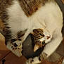 cat, feline, pet, curled_up, relaxed, indoor, chair, floor, tile_floor, tabby, white_fur, brown_fur, paw, cute, sleepy, domestic_animal, whiskers, claws, animal, household