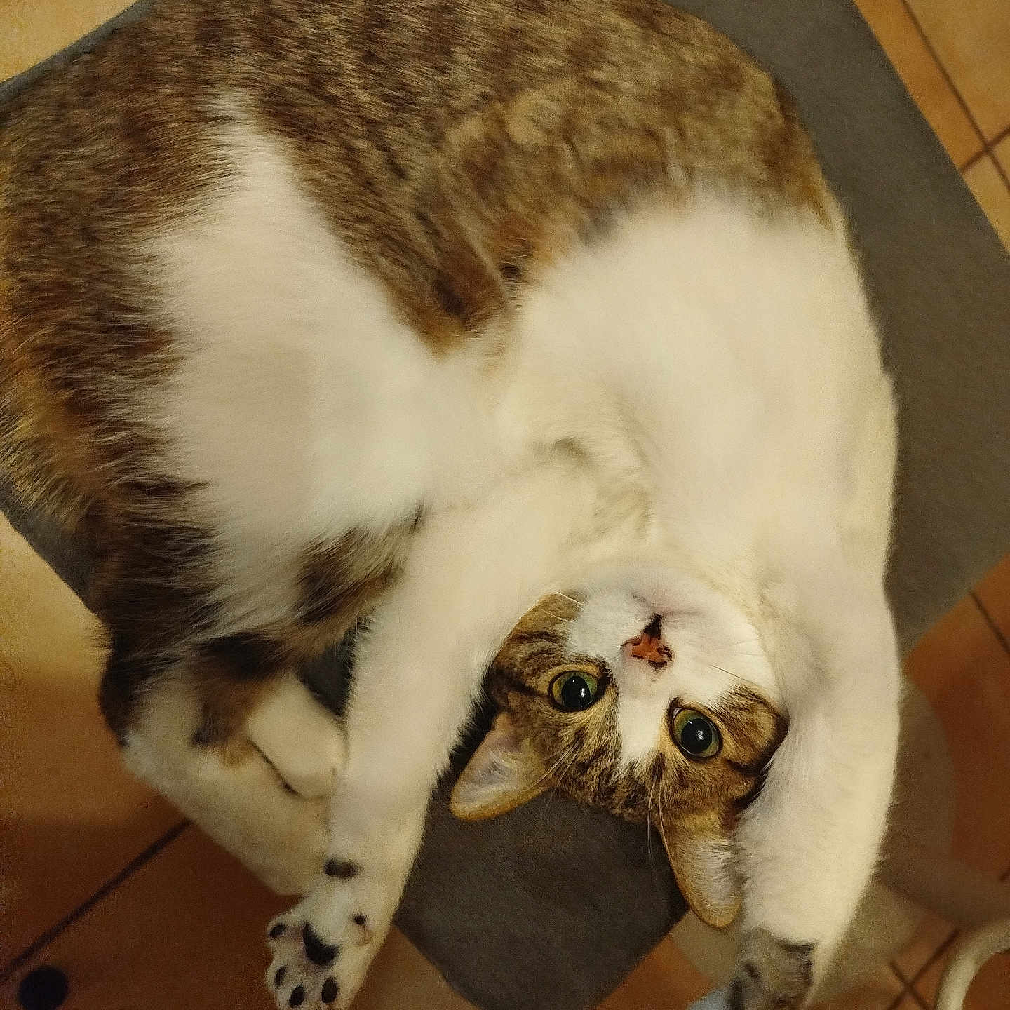 Luigi participe au concours pour gagner de l'argent avec cette photo : cat, tabby, white_fur, stretching, upside_down, paws, wide_eyes, indoor, tiled_floor, curious, pet, animal, feline, relaxed, cozy, home, gray_surface, cute, playful, looking