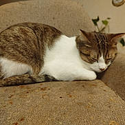 Luigi participe au concours pour gagner de l'argent avec cette photo : animal, armchair, brown, cat, comfort, cozy, cute, domestic_cat, fur, furniture, home, indoor, pet, relaxation, resting, sleeping, small, tabby_cat, whiskers, white