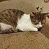 animal, armchair, brown, cat, comfort, cozy, cute, domestic_cat, fur, furniture, home, indoor, pet, relaxation, resting, sleeping, small, tabby_cat, whiskers, white