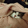 cat, dog, blanket, cozy, pet, indoor, sleepy, fur, animal, cute, closeup, relaxing, warm, soft, face, resting, companion, curious, comfort, domestic