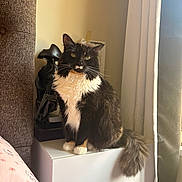 Minnie joined the competition — help win amazing prizes! bedside_table, black_and_white, cat, cozy, curtain, decor, feline, furniture, green_eyes, indoor, long_hair, paws, pet, portrait, sitting, statue, sunlight, tail, whiskers, window