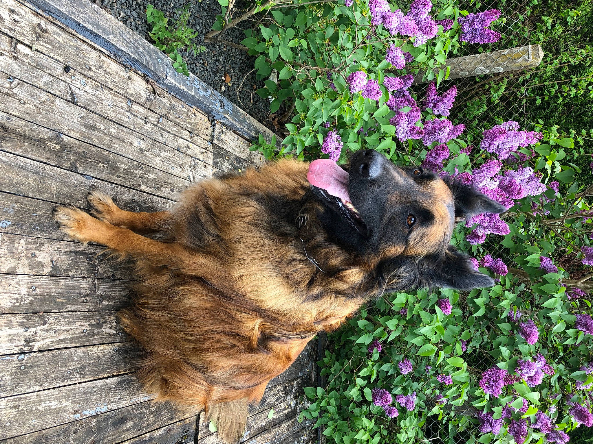 Nooky a rejoint le concours — aidez-le/la à gagner de superbes lots ! annual_plant, canidae, carnivore, companion_dog, dog, dog_breed, fawn, flower, flowering_plant, garden, grass, groundcover, herbaceous_plant, magenta, petal, plant, shrub, sporting_group, tail, wood