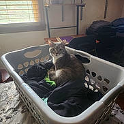 Jasper joined the competition — help win amazing prizes! cat, laundry_basket, clothes, indoor, window, table, shelf, natural_light, pet, feline, curious, gray_cat, domestic_animal, resting, home, cozy, furniture, room, household, tablecloth