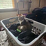cat, laundry_basket, clothes, indoor, window, table, shelf, natural_light, pet, feline, curious, gray_cat, domestic_animal, resting, home, cozy, furniture, room, household, tablecloth