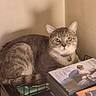 Jasper is registered to the contest to win money with this photo: cat, gray_tabby, dvd, stack, indoor, animal, pet, feline, curious, shadow, wall, collar, table, domestic, sitting, cozy, relaxed, fur, whiskers, eyes