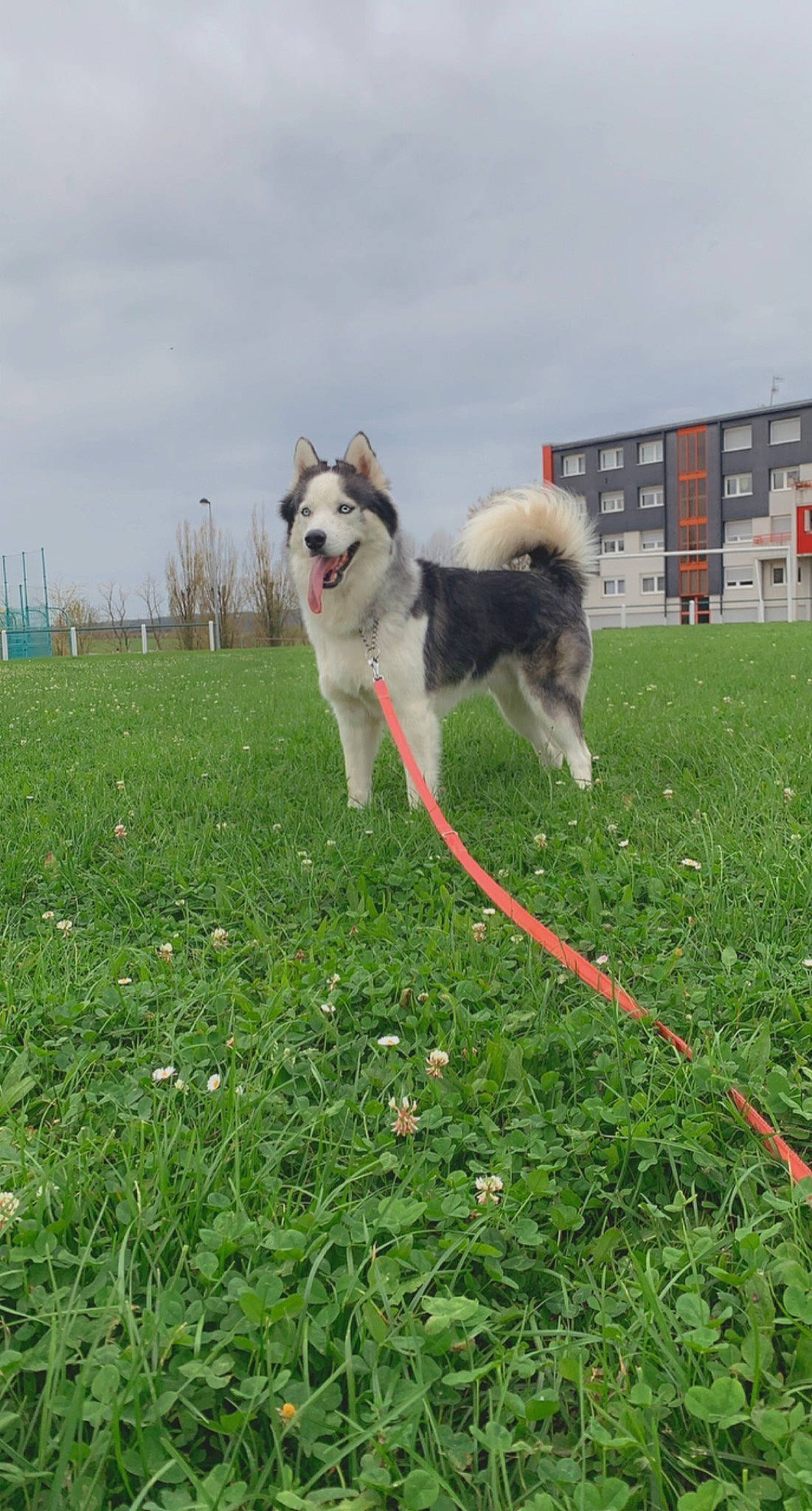 Keenaï participe au concours pour gagner de l'argent avec cette photo : building, canidae, carnivore, cloud, collar, companion_dog, dog, dog_breed, dog_sports, grass, grassland, herding_dog, lawn, pet_supply, plant, recreation, sky, sporting_group, tail, working_dog
