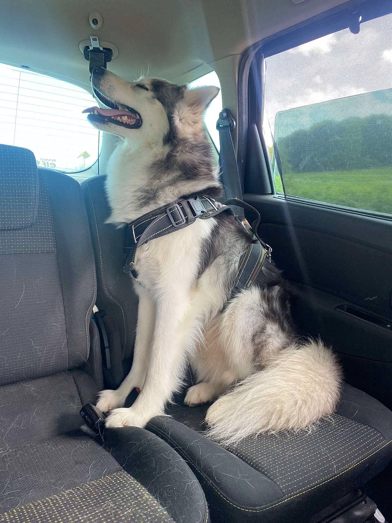 Keenaï participe au concours pour gagner de l'argent avec cette photo : auto_part, automotive_exterior, automotive_window_part, car, carnivore, collar, companion_dog, dog, dog_breed, dog_collar, family_car, fawn, motor_vehicle, plant, snout, sporting_group, tail, vehicle, vehicle_door, windshield