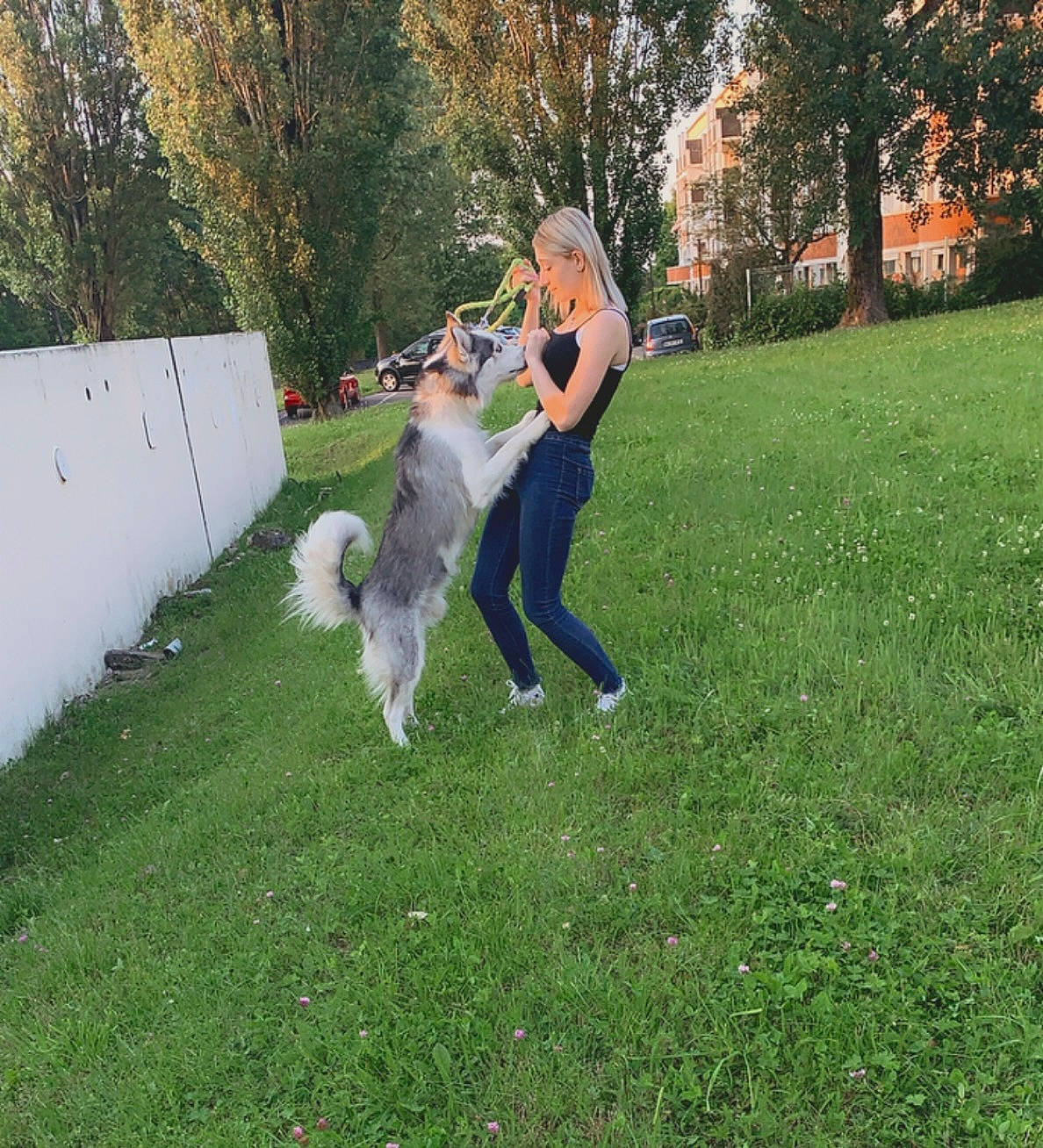 Keenaï participe au concours pour gagner de l'argent avec cette photo : canidae, carnivore, companion_dog, dog, dog_breed, grass, grassland, happy, landscape, lawn, leisure, pasture, people_in_nature, plant, recreation, shrub, sporting_group, tail, tree, vertebrate