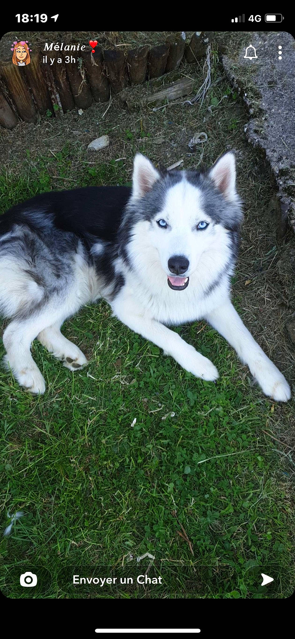 Keenaï participe au concours pour gagner de l'argent avec cette photo : ancient_dog_breeds, canidae, carnivore, companion_dog, dog, dog_breed, fur, grass, non_sporting_group, plant, sled_dog, sporting_group, tail, terrestrial_animal, working_animal, working_dog