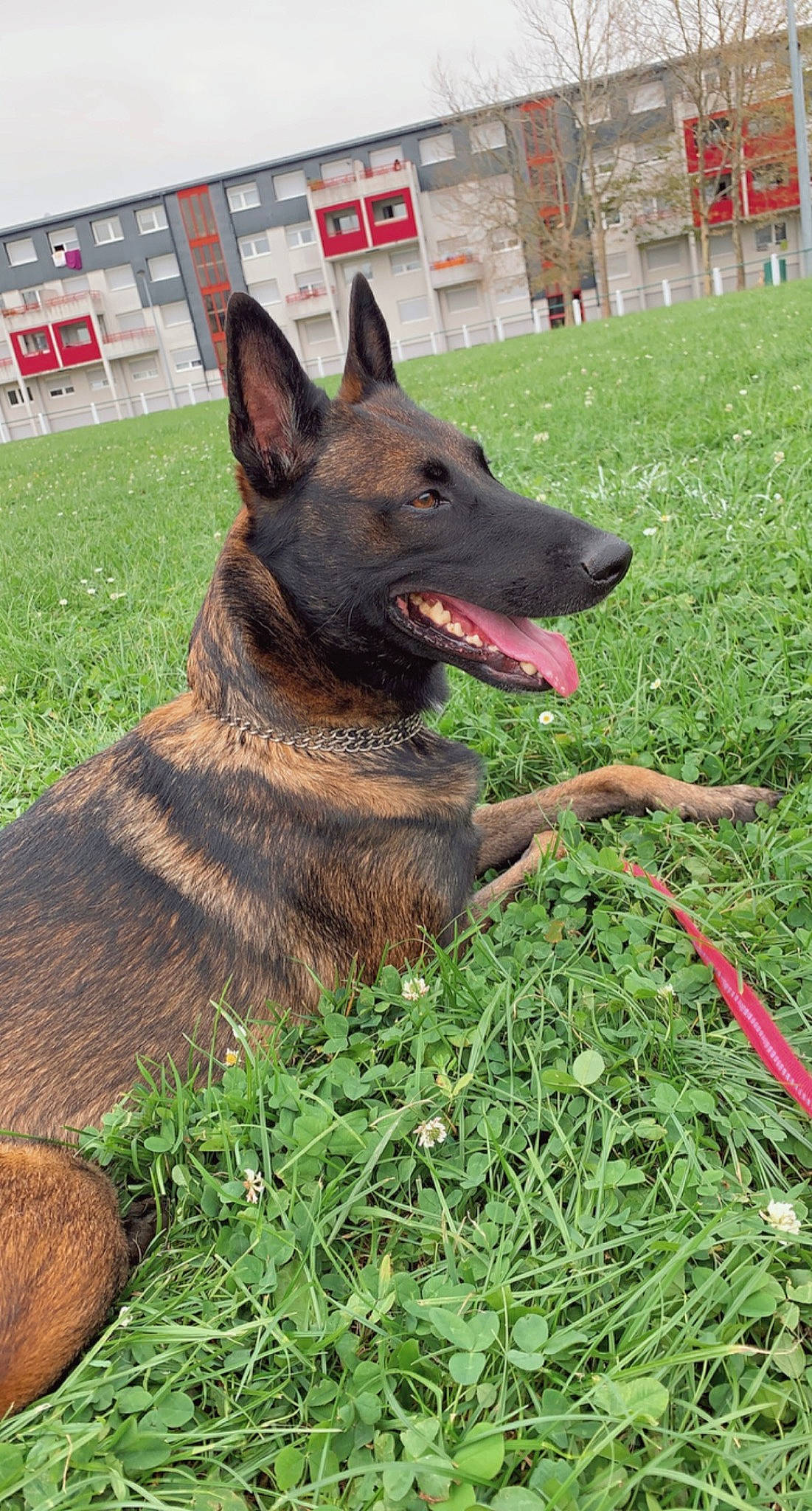 Neila participe au concours pour gagner de l'argent avec cette photo : belgian_shepherd_malinois, canidae, carnivore, collar, dog, dog_breed, dog_collar, dog_supply, east_european_shepherd, german_shepherd_dog, grass, guard_dog, herding_dog, king_shepherd, old_german_shepherd_dog, plant, snout, sporting_group, working_animal, working_dog