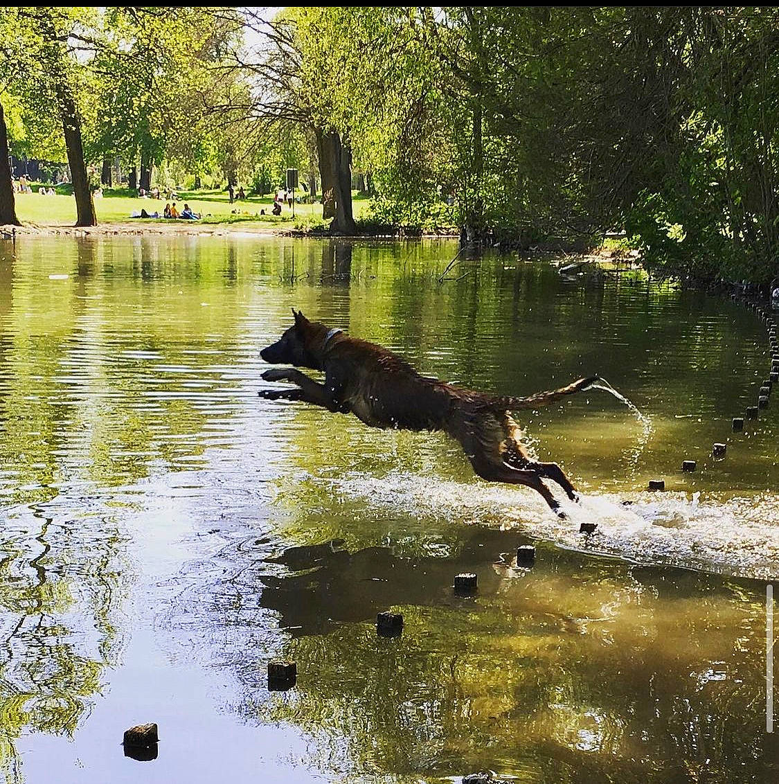 Neila a rejoint le concours — aidez-le/la à gagner de superbes lots ! bank, biome, branch, carnivore, fluvial_landforms_of_streams, forest, grass, lacustrine_plain, lake, landscape, natural_landscape, plant, riparian_zone, tree, trunk, vegetation, water, wood, woody_plant, working_animal