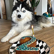 Ulyss participe au concours pour gagner de l'argent avec cette photo : dog, husky, birthday_cake, number_two, candle, indoor, wooden_floor, plate, decor, plant, furniture, pet, celebration, cake, animal, blue_eyes, fluffy, lying_down, house, closeup