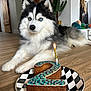 dog, husky, birthday_cake, number_two, candle, indoor, wooden_floor, plate, decor, plant, furniture, pet, celebration, cake, animal, blue_eyes, fluffy, lying_down, house, closeup