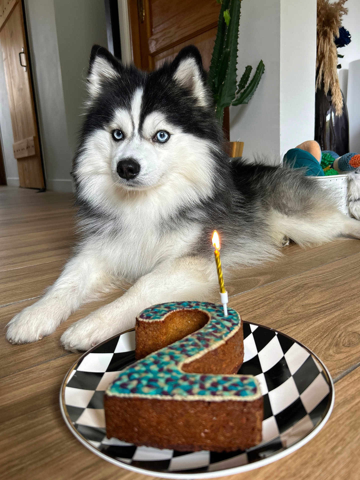 Ulyss participe au concours pour gagner de l'argent avec cette photo : dog, husky, birthday_cake, number_two, candle, indoor, wooden_floor, plate, decor, plant, furniture, pet, celebration, cake, animal, blue_eyes, fluffy, lying_down, house, closeup