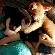 Symba joined the competition — help win amazing prizes! adorable, animal, blanket, companion, cozy, cute, fur, hugging, indoor, kitten, nap, pet, plush_toy, puppy, resting, sleeping, snuggling, soft, warm_light, zebra_toy