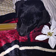 Mozzyy is registered to the contest to win money with this photo: dog, black_dog, sleeping, blanket, red_blanket, black_blanket, white_flower, flower, indoor, cozy, pet, resting, fur, snuggling, soft_texture, close_up, animal, peaceful, comfort, blanket_pattern