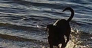 Mozzyy is registered to the contest to win money with this photo: dog, water, silhouette, shore, waves, splashing, outdoor, animal, pet, nature, motion, sunlight, lake, playful, canine, evening, reflection, ripples, beach, wet